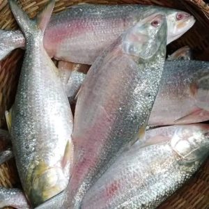 ৬ পিস মাছ ৬ কেজি